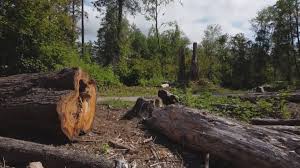 Best Firewood Processing and Delivery  in University Park, NM