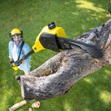 Best Sod Installation  in University Park, NM