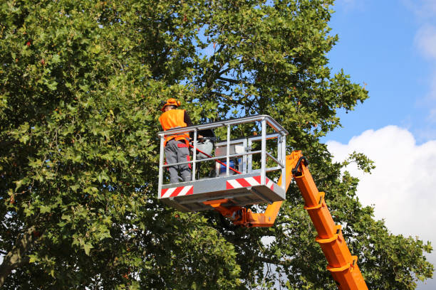 Best Weed Control  in University Park, NM