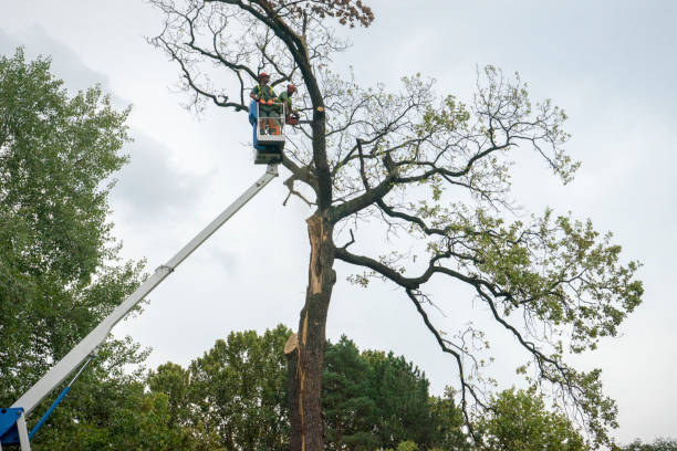  University Park, NM Tree Removal Pros