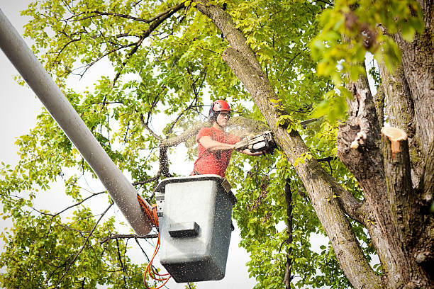 Best Emergency Tree Removal  in University Park, NM