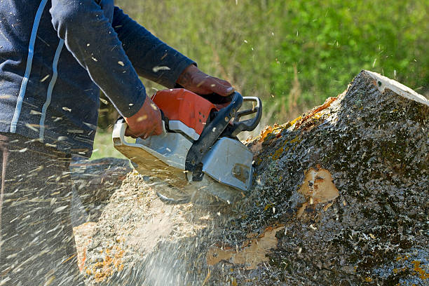 Best Tree Preservation Services  in University Park, NM