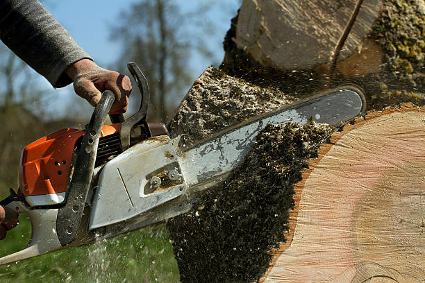 Best Stump Grinding and Removal  in University Park, NM