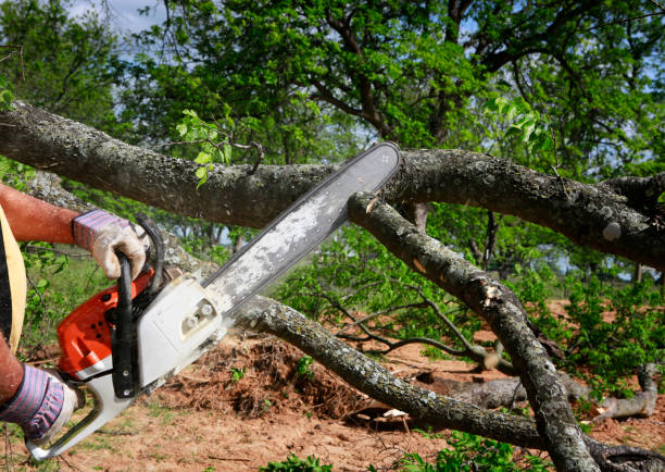 Best Lawn Grading and Leveling  in University Park, NM