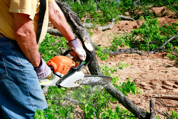 Best Tree Removal  in University Park, NM